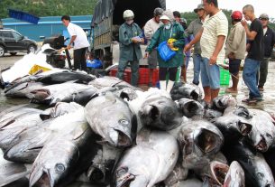 Nhật Bản trở thành khách hàng lớn nhất của thủy sản Việt Nam