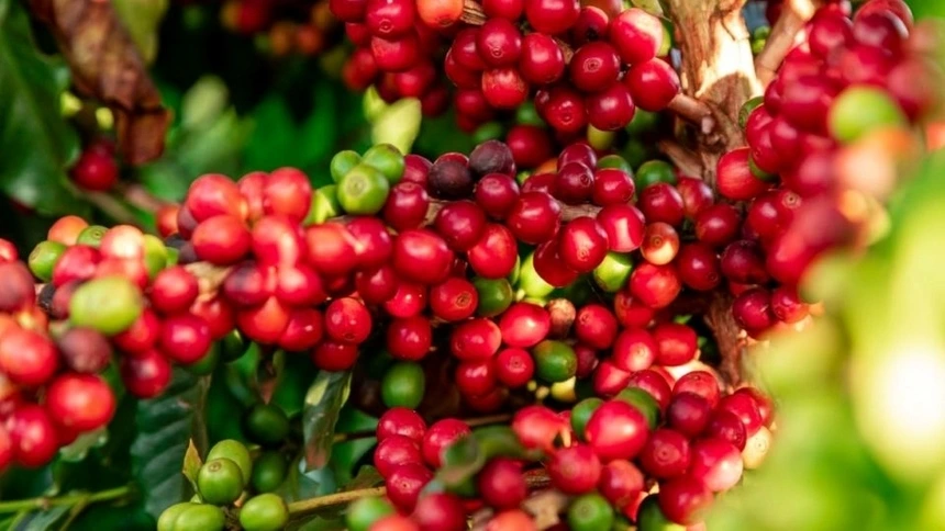 Giá cà phê hôm nay 8-7: Lao dốc, Chủ tịch VICOFA nói gì?