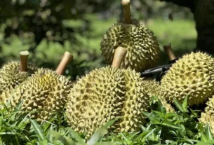Xuất khẩu thông luồng, giá sầu riêng liên tục tăng