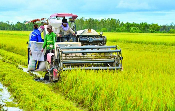 Giá gạo Việt Nam cao nhất thế giới