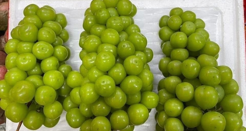 Nho sữa Trung Quốc loại bình dân chỉ còn 15.000 đồng/kg, ngang với mớ rau