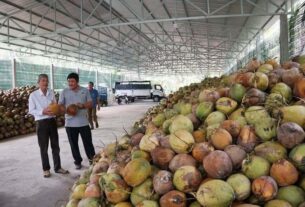 Dừa Việt Nam thêm cơ hội thâm nhập sâu thị trường Trung Quốc