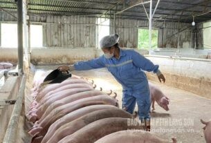 Làm giàu từ chăn nuôi an toàn