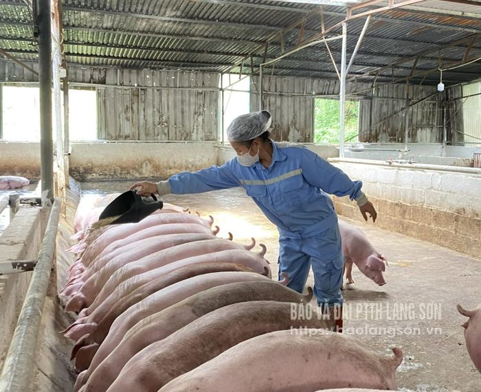 Làm giàu từ chăn nuôi an toàn