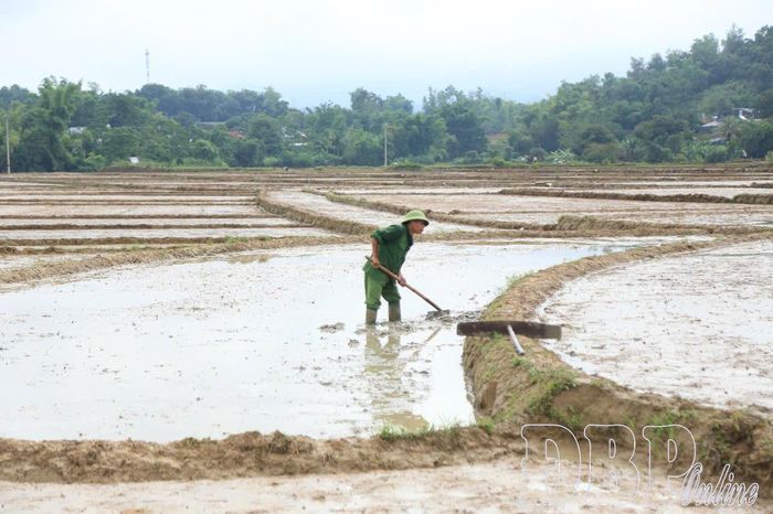 Tạo nguồn giống trên cánh đồng Mường Thanh